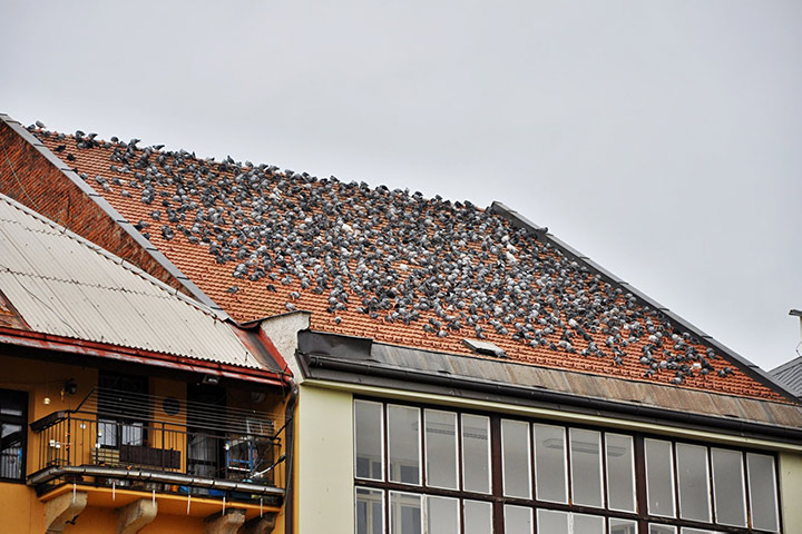 A2B Pest Control are able to install spikes to deter birds from roofs in Sudbury. 