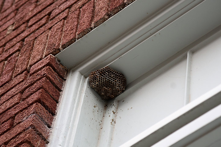 We provide a wasp nest removal service for domestic and commercial properties in Sudbury.